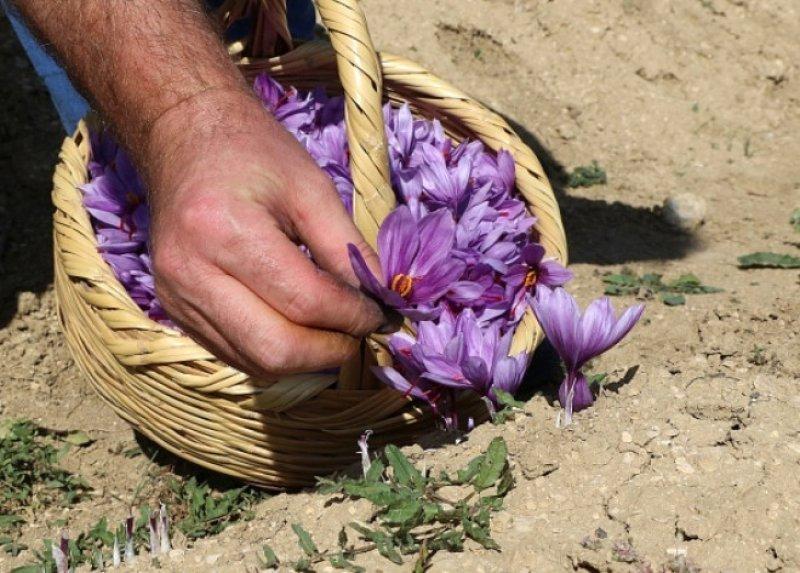 Safran hasadı erken başladı 