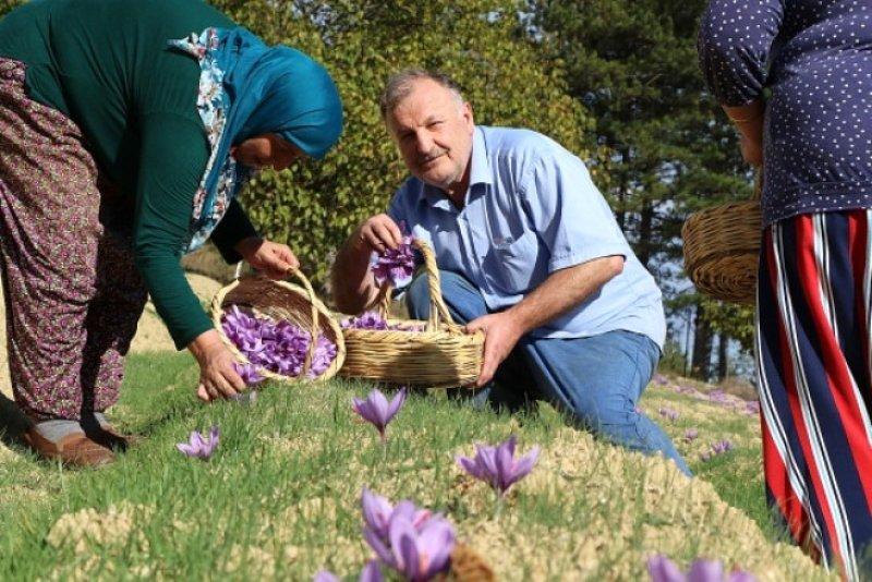 Safran hasadı erken başladı 