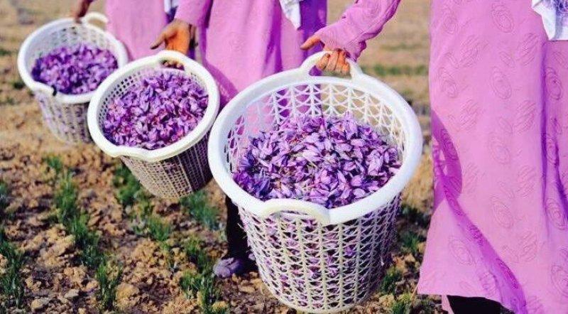 Safran hasadı erken başladı 