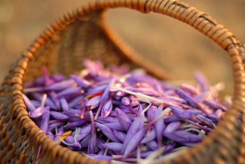 Safran hasadı erken başladı 