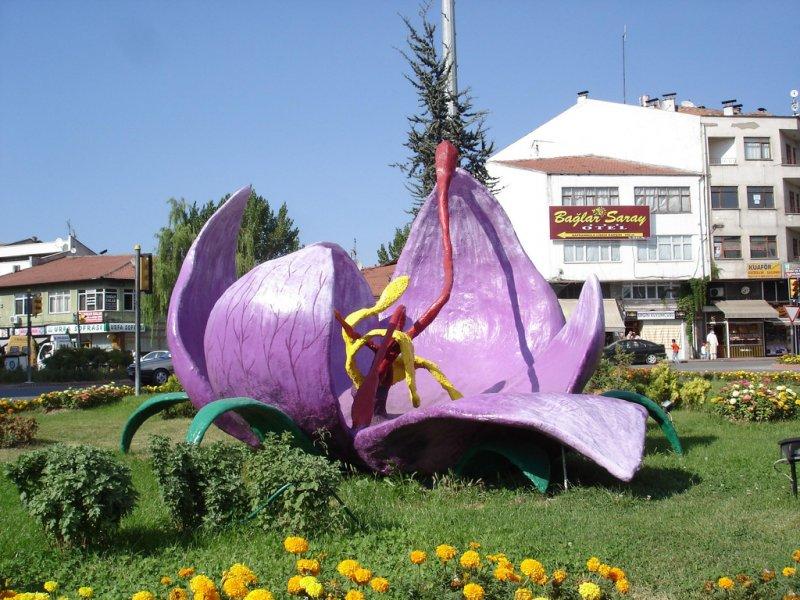 Safran hasadı erken başladı 