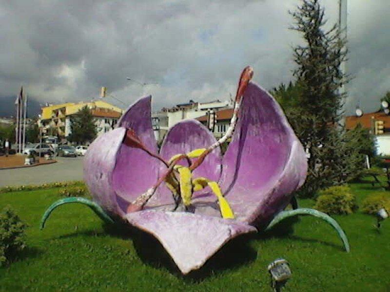 Safran hasadı erken başladı 