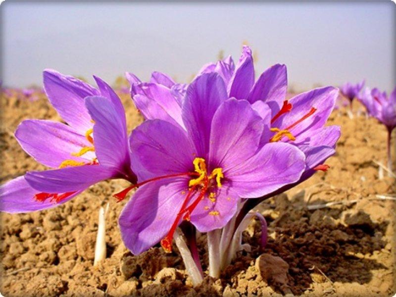 Safran hasadı erken başladı 