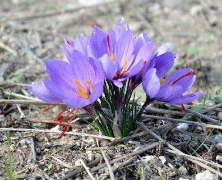 Safran hasadı erken başladı 