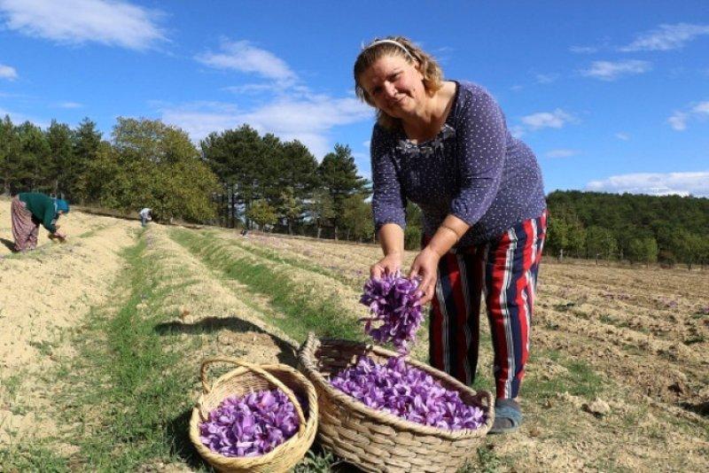 Safran hasadı erken başladı 