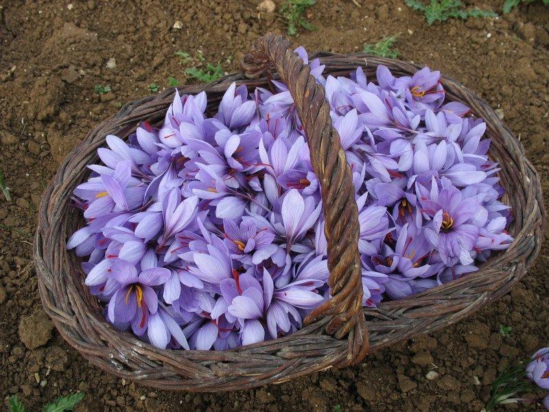 Safran hasadı erken başladı 