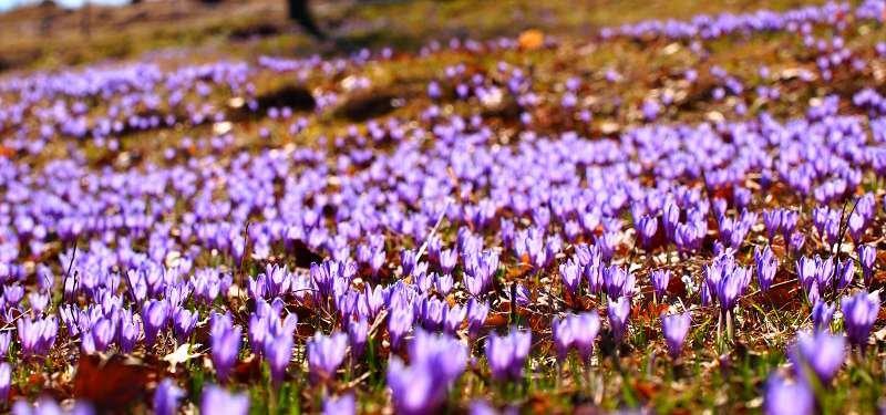 Safran hasadı erken başladı 