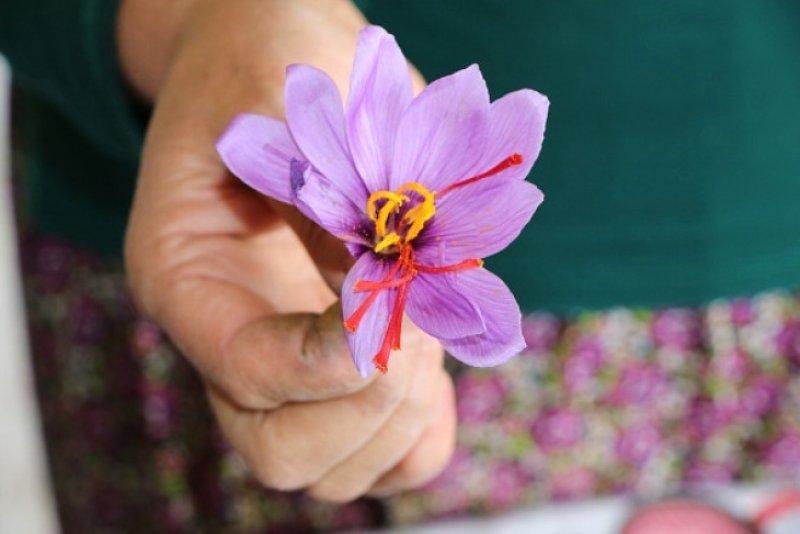 Safran hasadı erken başladı 