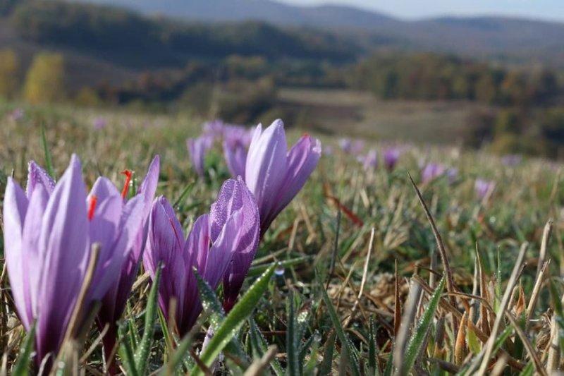 Safran hasadı erken başladı 