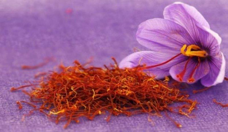 Safran hasadı erken başladı 