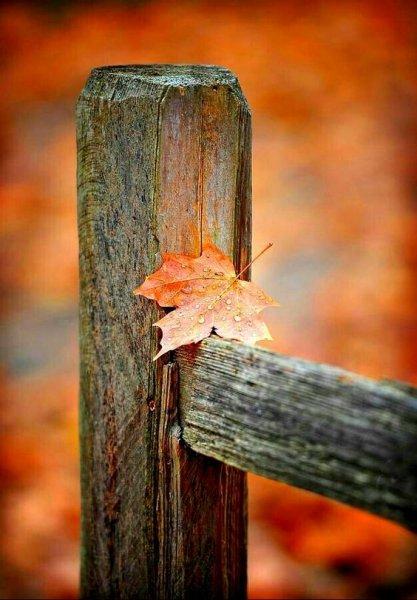Birbirinden güzel sonbahar fotoğrafları