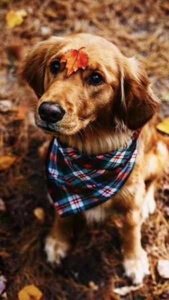 Birbirinden güzel sonbahar fotoğrafları