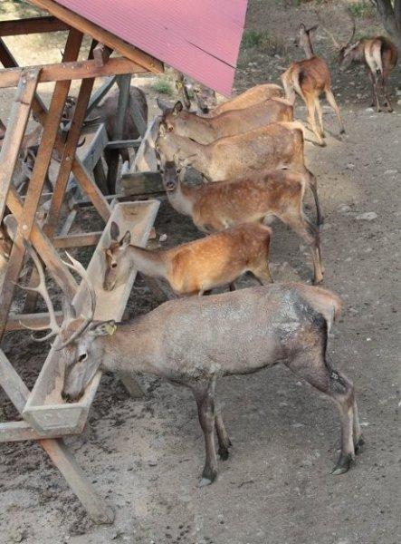 Sayıları çoğalan kızıl geyikler doğaya salındı 