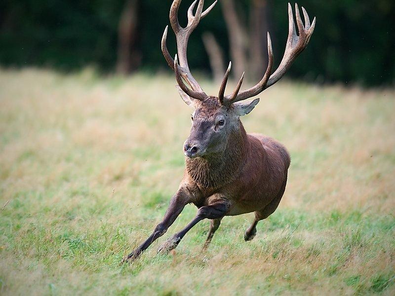 Sayıları çoğalan kızıl geyikler doğaya salındı 
