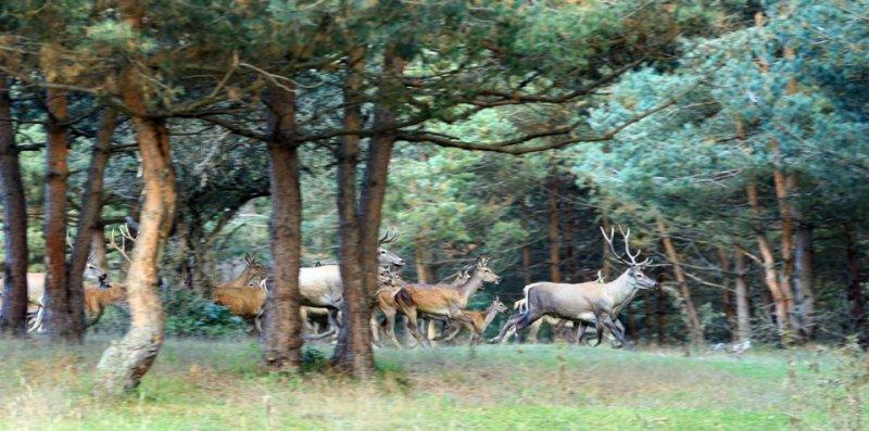 Sayıları çoğalan kızıl geyikler doğaya salındı 