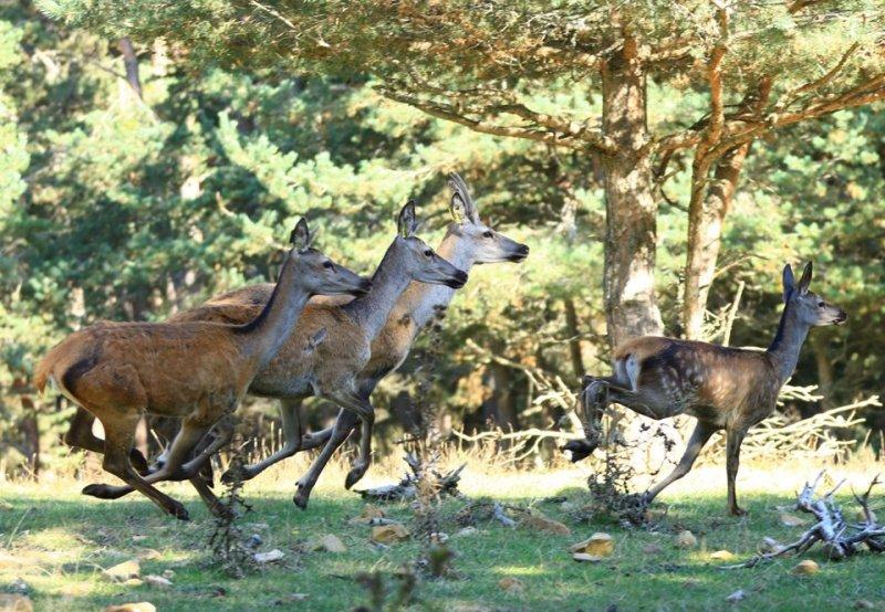 Sayıları çoğalan kızıl geyikler doğaya salındı 