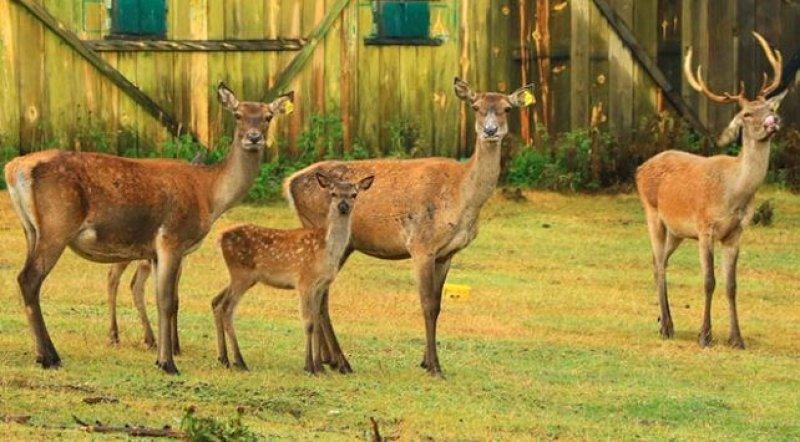 Sayıları çoğalan kızıl geyikler doğaya salındı 
