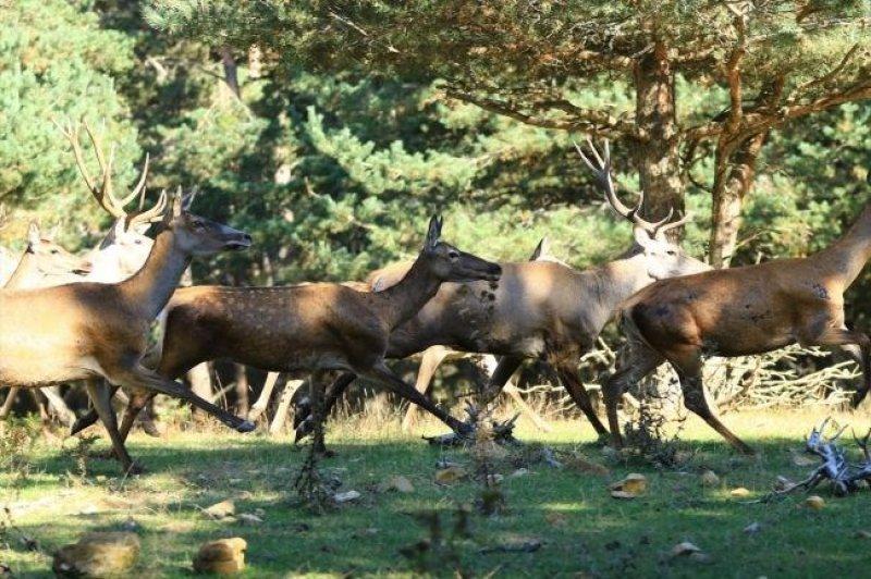 Sayıları çoğalan kızıl geyikler doğaya salındı 