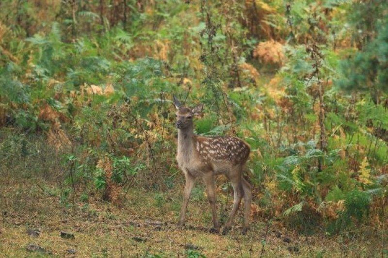 Sayıları çoğalan kızıl geyikler doğaya salındı 
