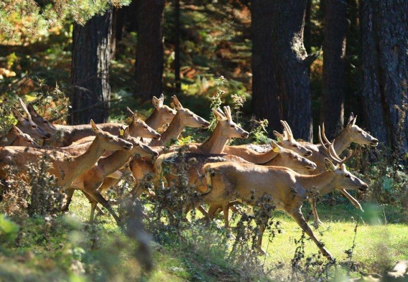 Sayıları çoğalan kızıl geyikler doğaya salındı 