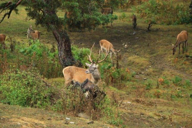 Sayıları çoğalan kızıl geyikler doğaya salındı 