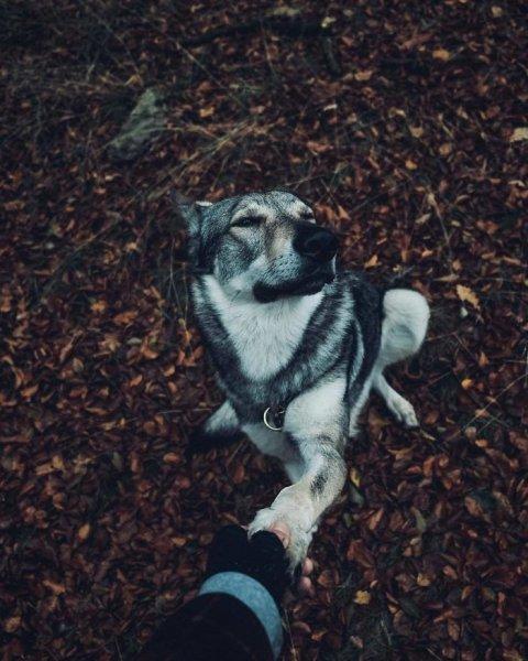 Çek fotoğrafçının köpeği ile çektiği seyahat fotoğrafları