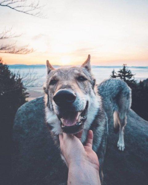 Çek fotoğrafçının köpeği ile çektiği seyahat fotoğrafları