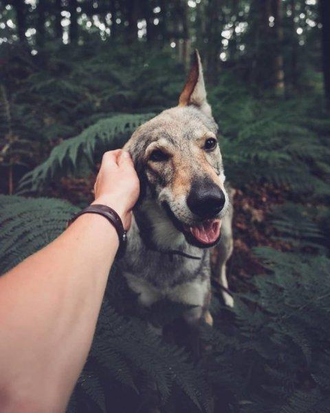 Çek fotoğrafçının köpeği ile çektiği seyahat fotoğrafları