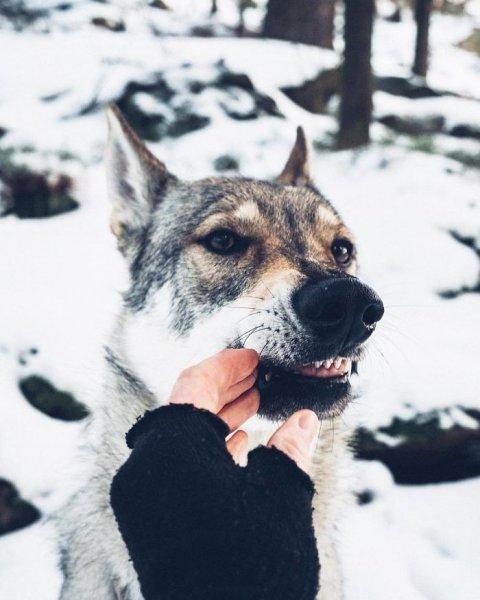 Çek fotoğrafçının köpeği ile çektiği seyahat fotoğrafları
