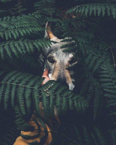 Çek fotoğrafçının köpeği ile çektiği seyahat fotoğrafları