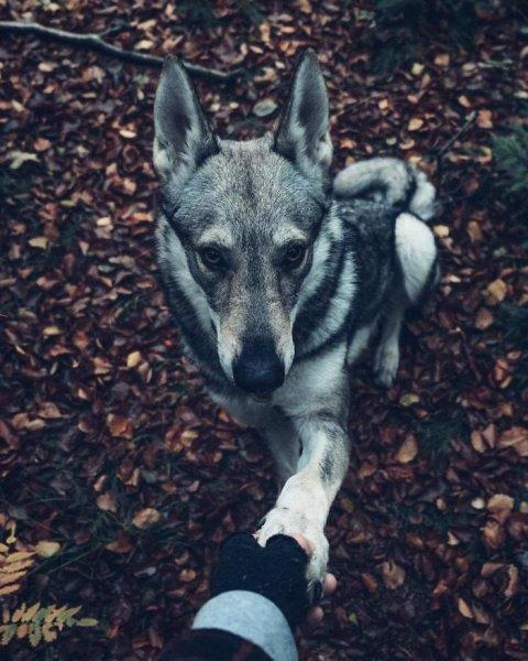 Çek fotoğrafçının köpeği ile çektiği seyahat fotoğrafları