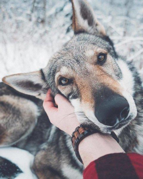 Çek fotoğrafçının köpeği ile çektiği seyahat fotoğrafları