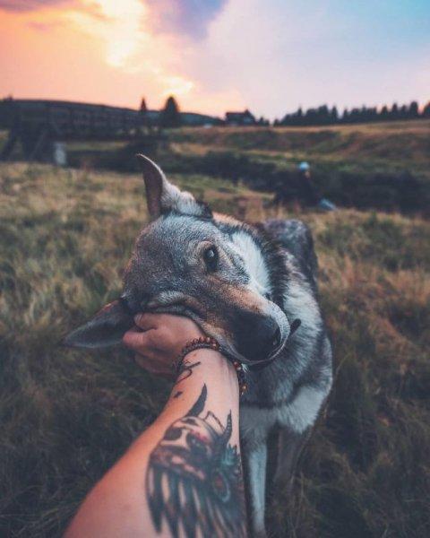 Çek fotoğrafçının köpeği ile çektiği seyahat fotoğrafları