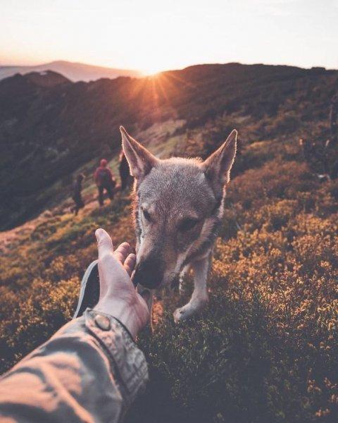 Çek fotoğrafçının köpeği ile çektiği seyahat fotoğrafları