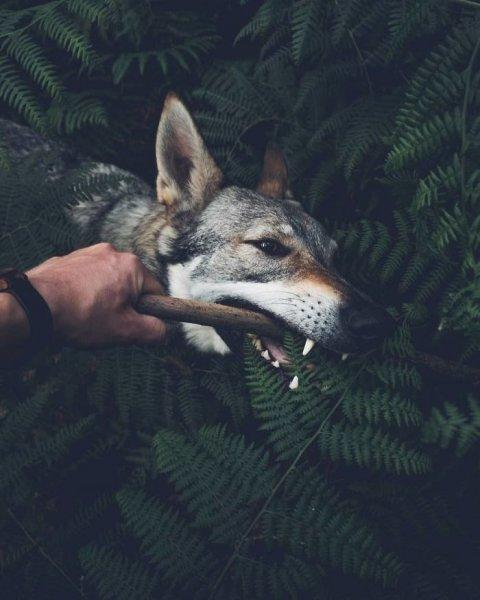 Çek fotoğrafçının köpeği ile çektiği seyahat fotoğrafları