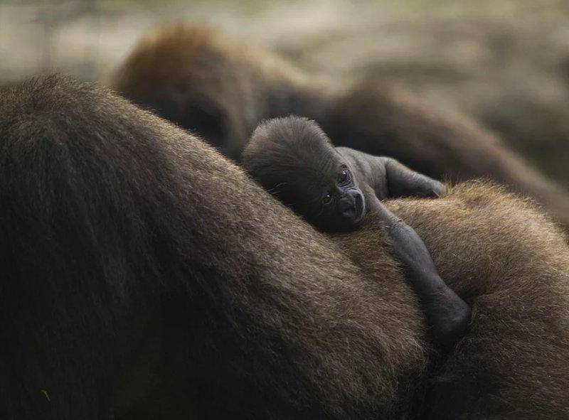 Vahşi yaşamdan muhteşem kareler 