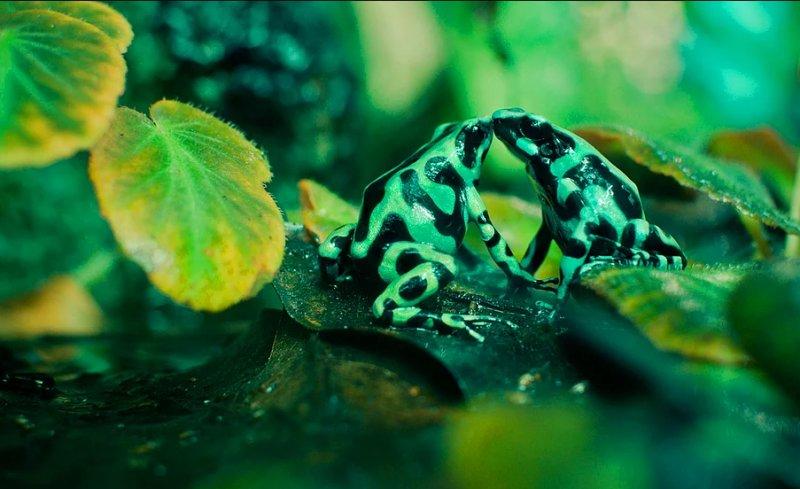 Vahşi yaşamdan muhteşem kareler 