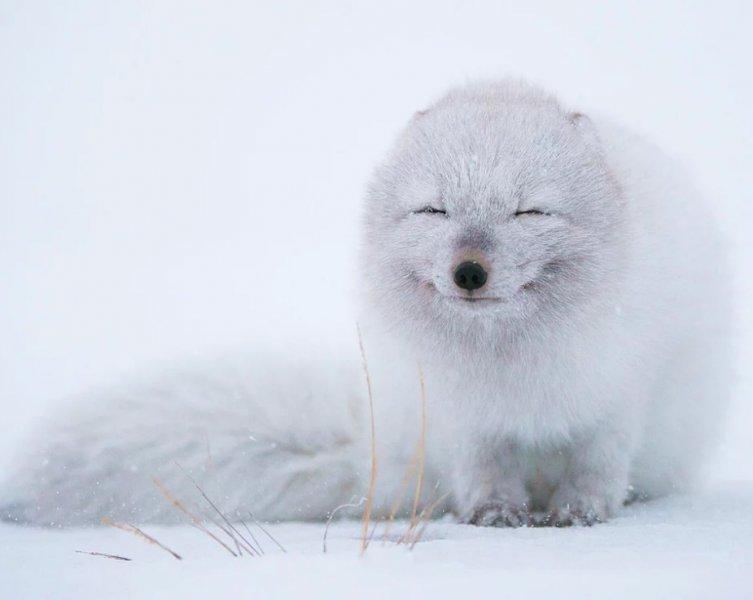 Vahşi yaşamdan muhteşem kareler 