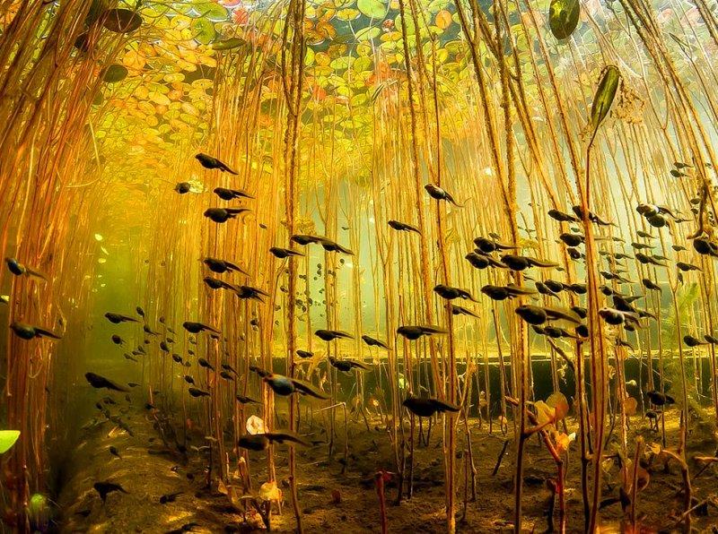 Vahşi yaşamdan muhteşem kareler 