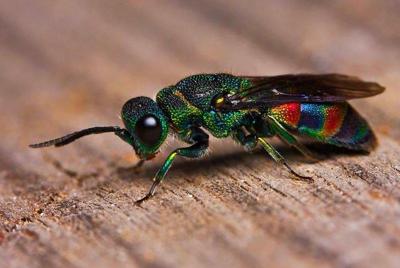 Vahşi yaşamdan muhteşem kareler 