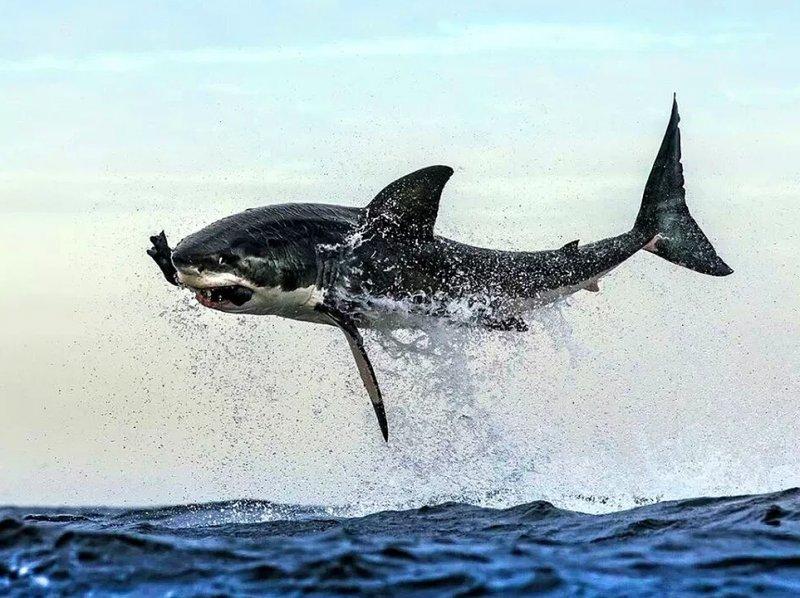 Vahşi yaşamdan muhteşem kareler 