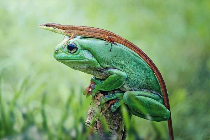 Vahşi yaşamdan muhteşem kareler 