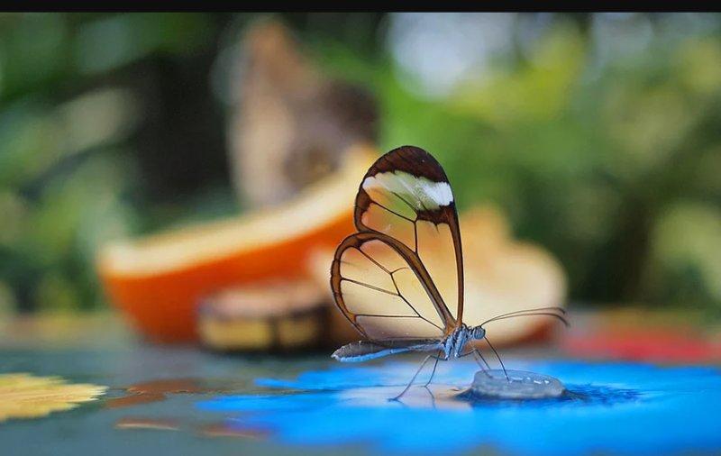 Vahşi yaşamdan muhteşem kareler 