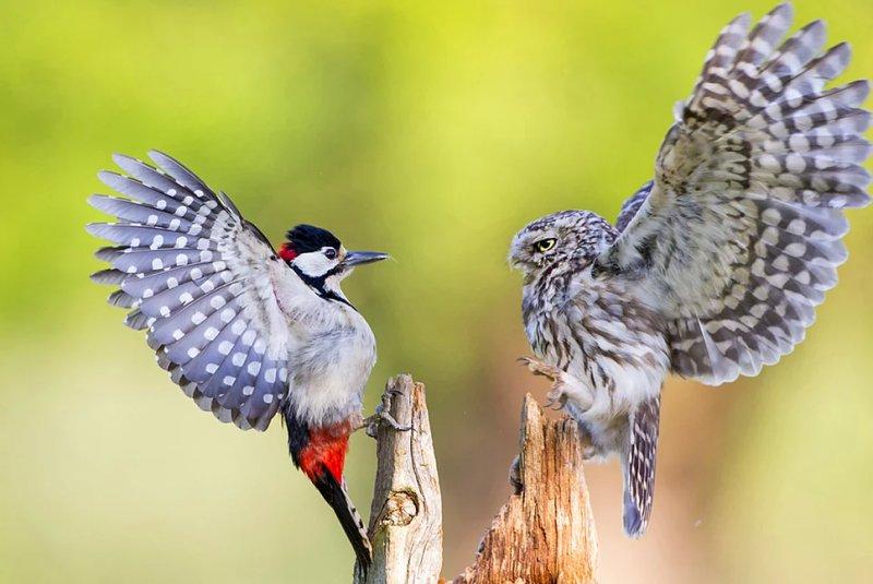 Vahşi yaşamdan muhteşem kareler 