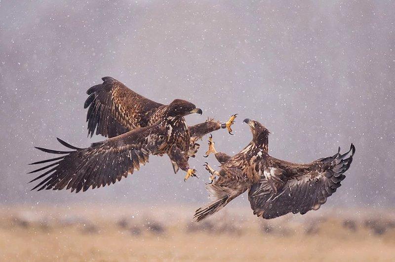 Vahşi yaşamdan muhteşem kareler 