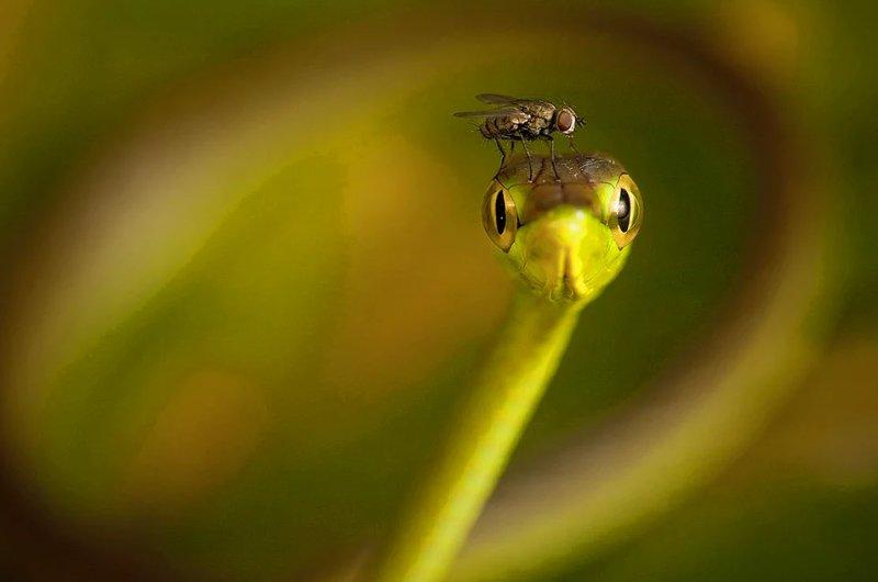 Vahşi yaşamdan muhteşem kareler 