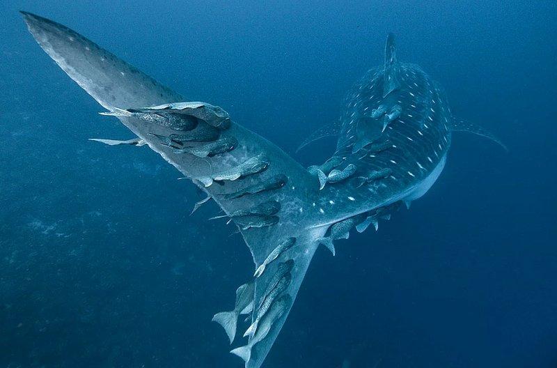 Vahşi yaşamdan muhteşem kareler 