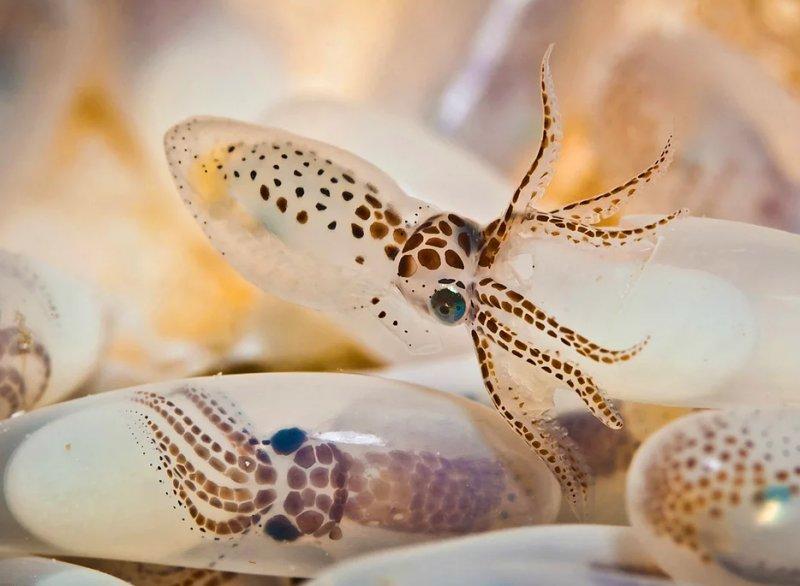 Vahşi yaşamdan muhteşem kareler 