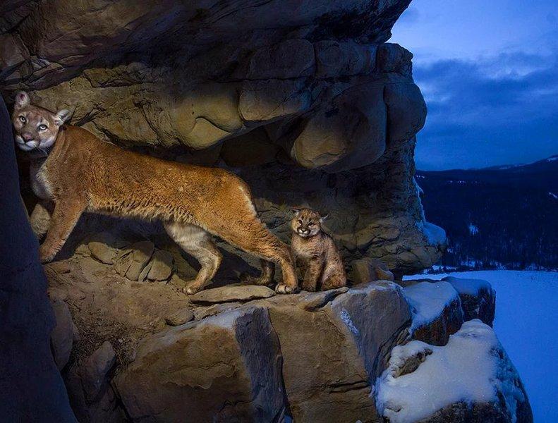 Vahşi yaşamdan muhteşem kareler 
