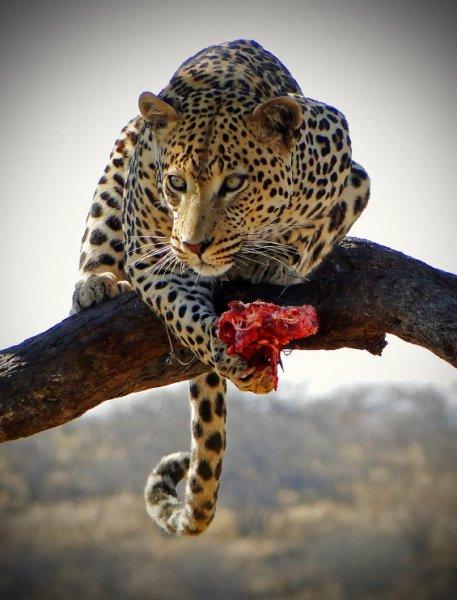 Vahşi yaşamdan muhteşem kareler 